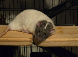 3 male boys with cage