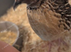Female and male quail for sale