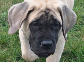 Beautiful mastiff female