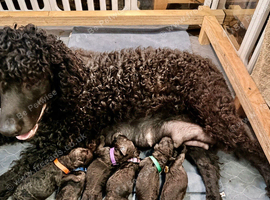 Irish Water Spaniel Litter