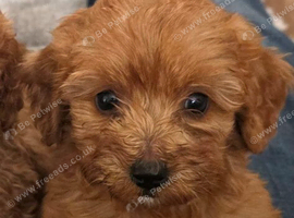 Cockapoo