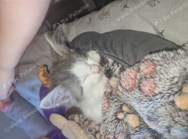 Grey and white kitten