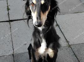Lurcher for sale