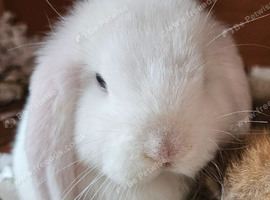 Mini lop