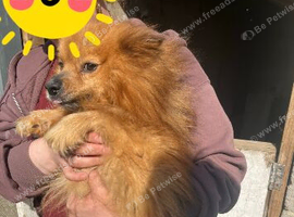 Pomeranian , Roxy