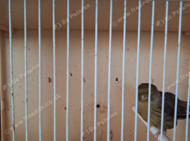 Border canaries