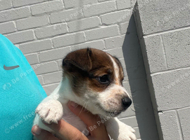 Jack Russell boy