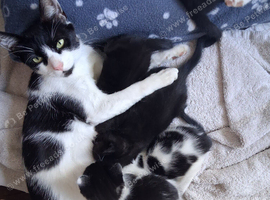 kittens
