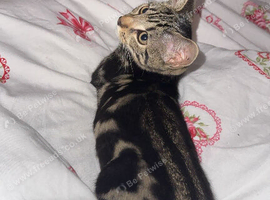 Tabby male kitten