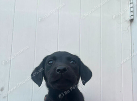 Beautiful Black Labrador Puppies &ndash; 2 Boys & 2 Girls &ndash; 9 Weeks Old