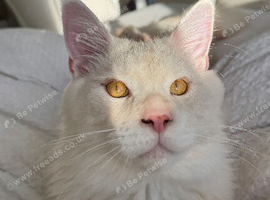 XL pedigree mainecoon