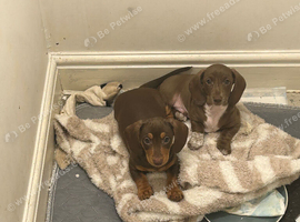 Miniature dachshund boys ready now