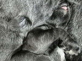 Miniature schnauzer k c reg