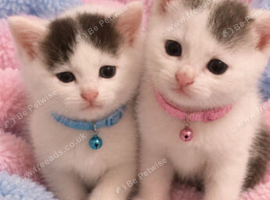 3 fluffy kittens
