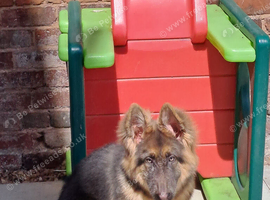Beautiful kc blue&tan pup