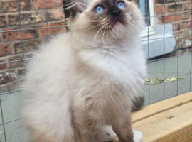 Ragdoll pedigree tica registered.