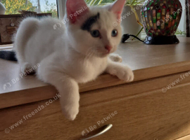 Beautiful white male kitten