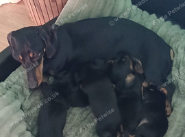 Sweet mini dachshund puppies