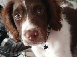 English springer spaniel