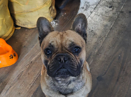 French bulldog