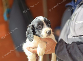 Cocker spaniel
