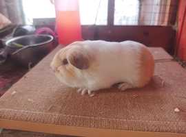 Longhaired  Sheltie and texel brothers