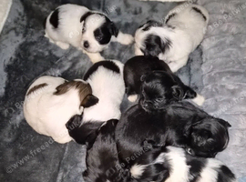 Beautiful KC Registered Lhasa Apso Puppies