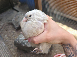 Japanese quail X4 males