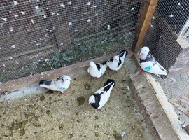 Armenian pigeons