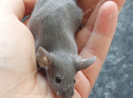 Fancy Mice - blue self, & black self. Males only.