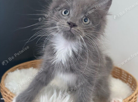 Maine coons