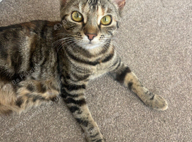 Last tabby boy