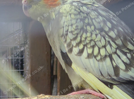 Cockatiels for sale loverly birds all pearl