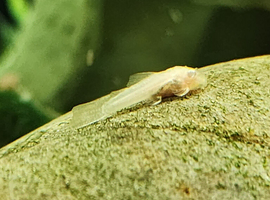 Albino pleco for sale