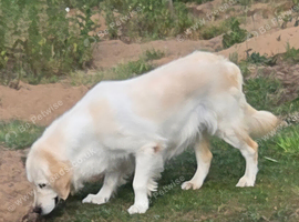 Loving Goldie girl for rehome