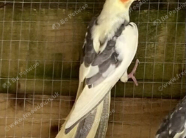 Cockatiels 9 weeks old
