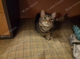 Munchkin Cross