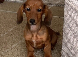 Dachshund puppy