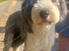 Chad.Wonderful 2 year old Sheepadoodle Seeking  New Bestie.