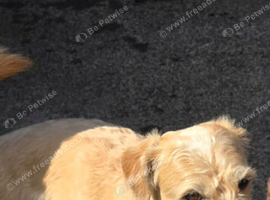 Patterdale cross jackrussel 5 years old