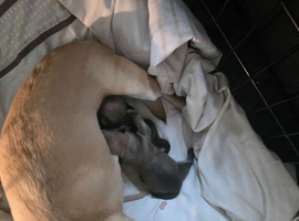 2 female pups