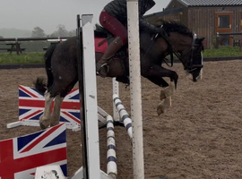 13hh cob