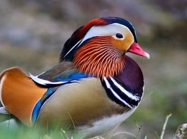 Mandarin & pheasants