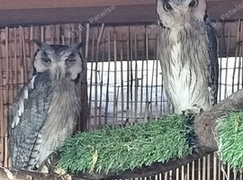 Pair of White Faced Owls