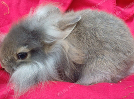 8 week old male bunny