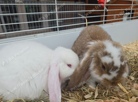 REDUCED!!! Purebred french lops