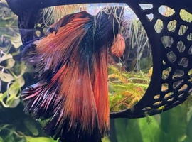 Betta fish Hammocks, Shrimp Hide