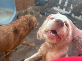 Female cocker spanie