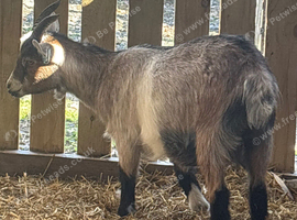 6 month old Pygmy wethers