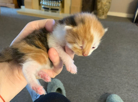 3 gorgeous kittens
